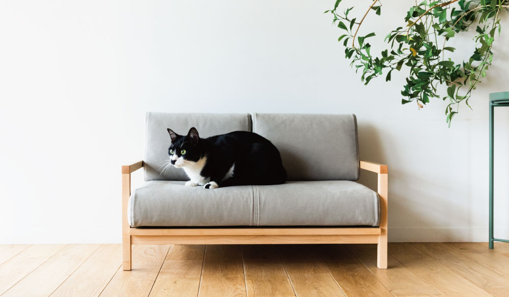 catsofa